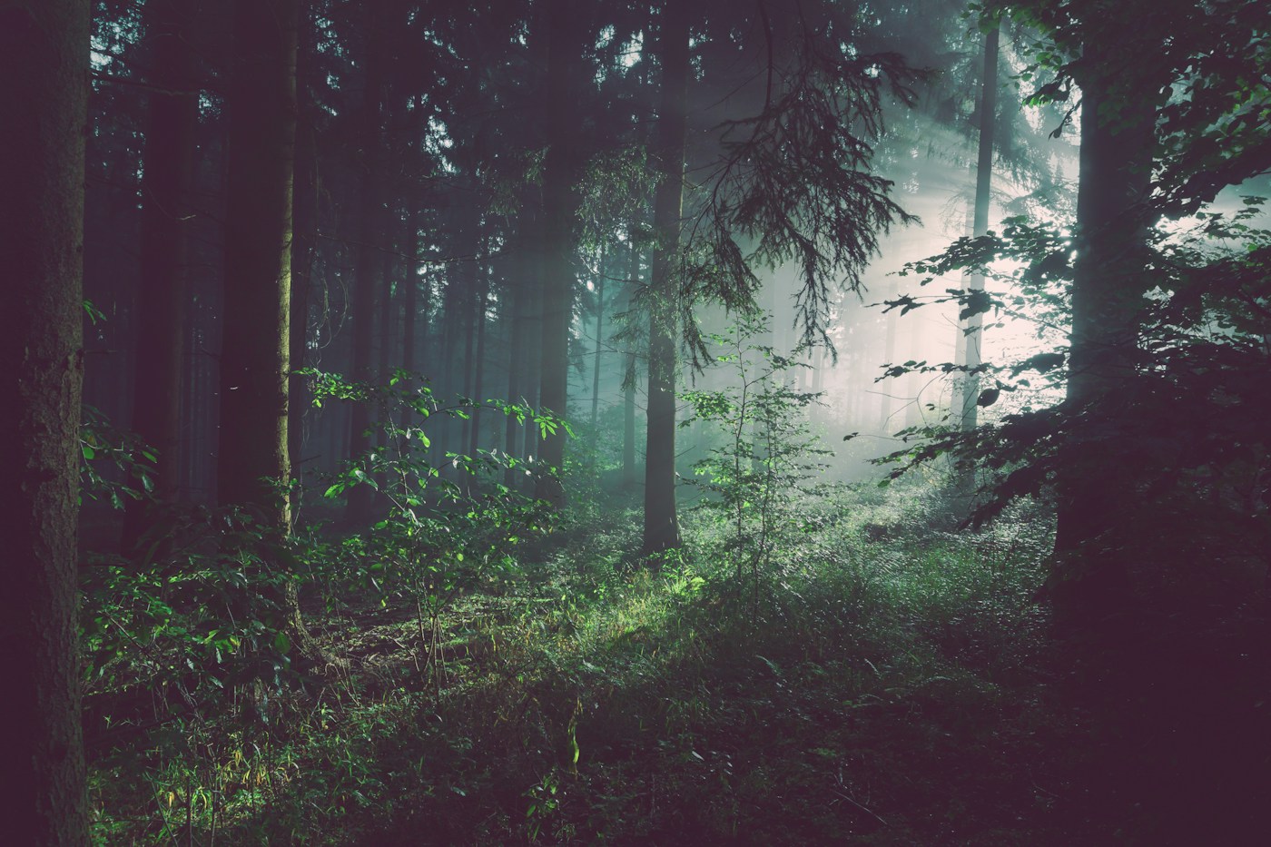 Entorno forestal